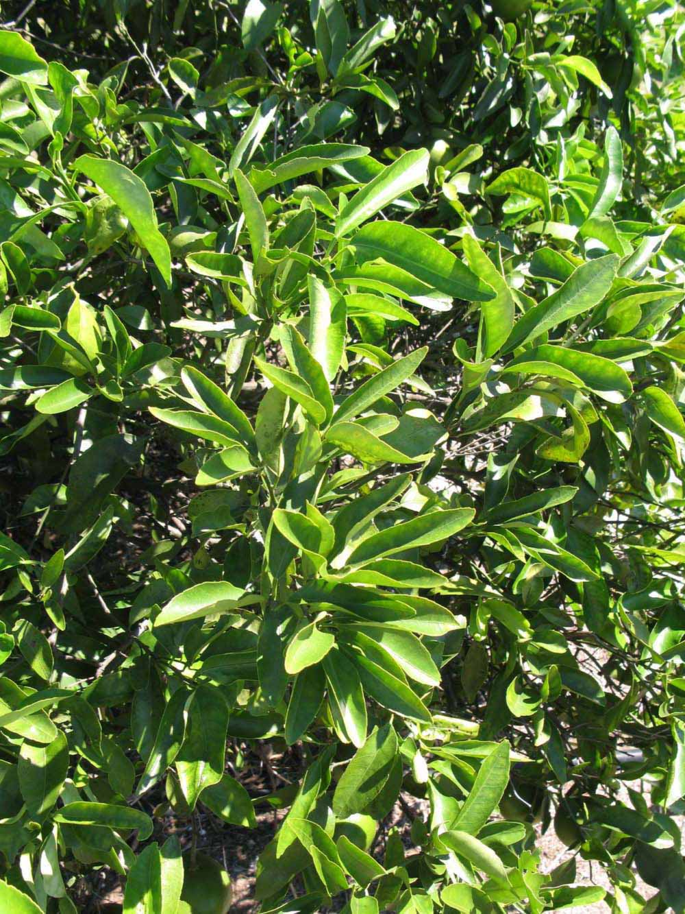              Sun leaves (Winter Haven, FL)       